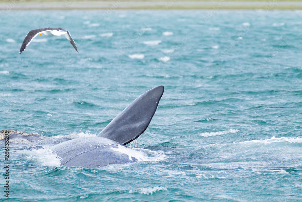Fototapeta premium Whale watching from Valdes Peninsula,Argentina. Wildlife