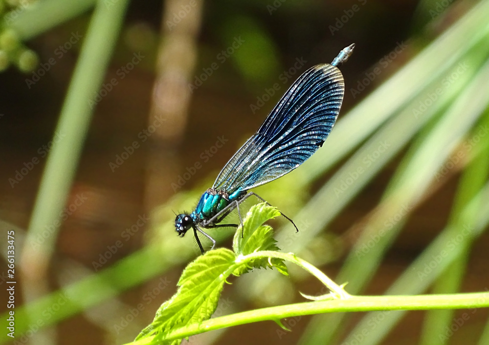 Blaue Libelle auf grünem Blatt