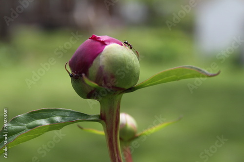 Peony in late spring