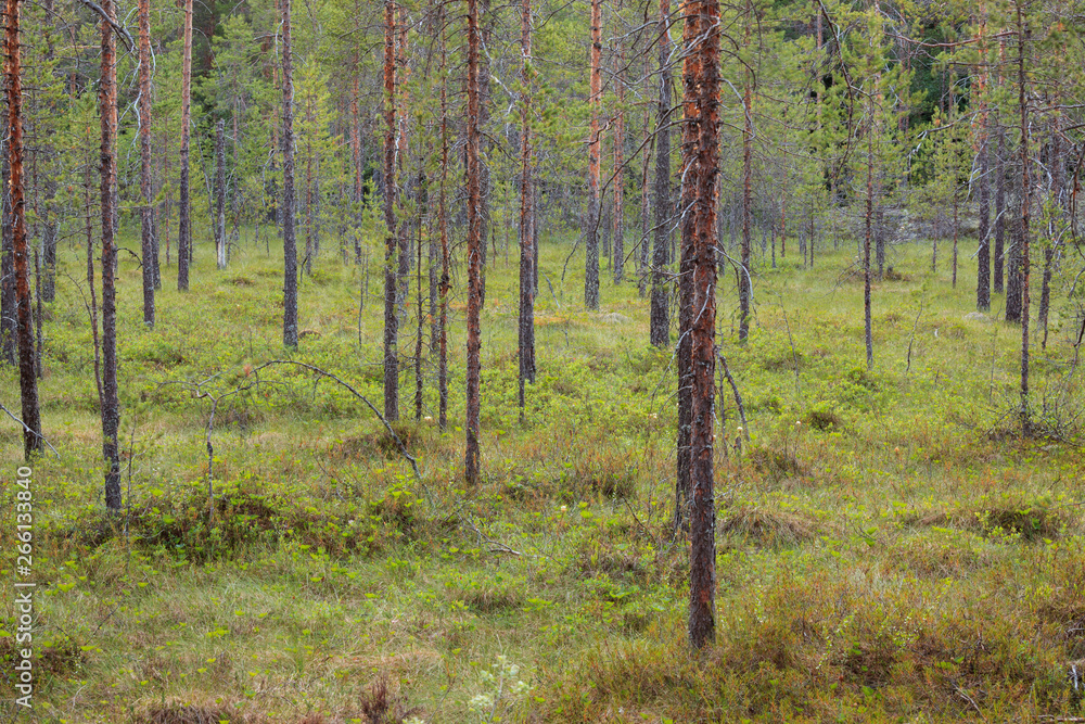 Small pine trees in the forest