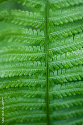 Close up of fresh bright green fern in spring with shallow depth of field