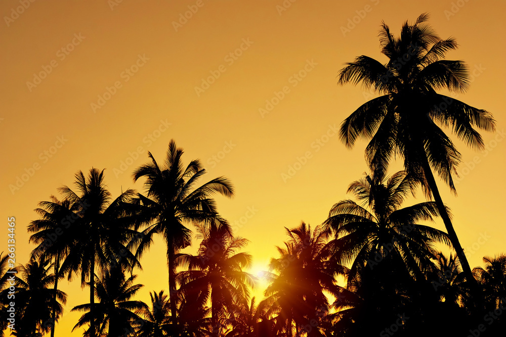 Coconut tree with sunset