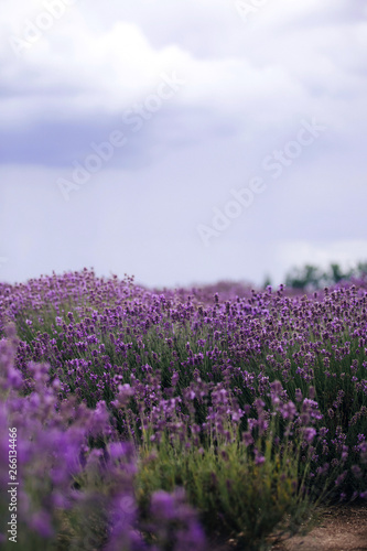 Lavender field in sunlight,Provence, Plateau Valensole. Beautiful image of lavender field.Lavender flower field, image for natural background.Very nice view of the lavender fields.