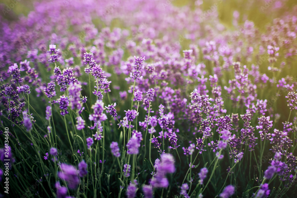 sea of lavender flowers focused on one in the foreground. lavender field sea of lavender flowers focused on one in the foreground. lavender field