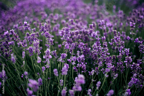 Lavender field in sunlight Provence  Plateau Valensole. Beautiful image of lavender field.Lavender flower field  image for natural background.Very nice view of the lavender fields.