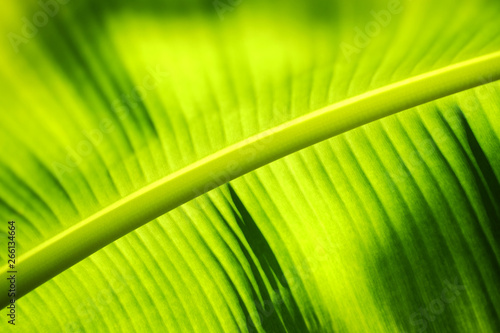 Green banana leaf backlight with sunlight in Garden