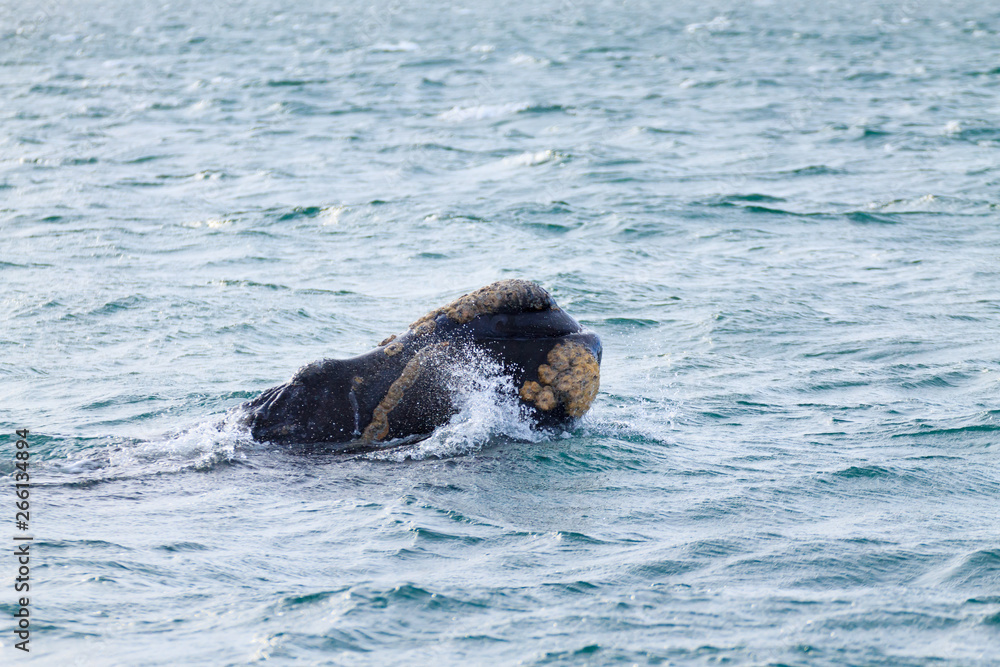 Fototapeta premium Whale watching from Valdes Peninsula,Argentina. Wildlife