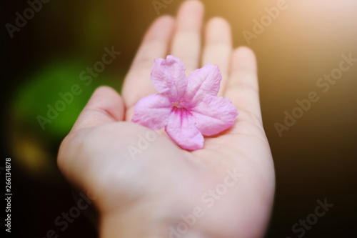 Beautiful pink flowers on woman hand with sunlight in garden