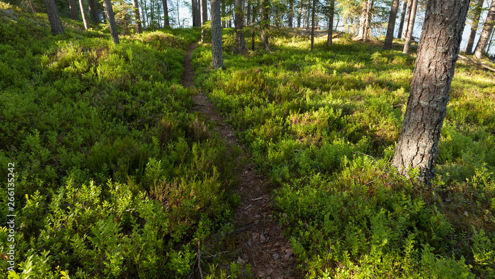 Small trail and blueberry twigs in forest