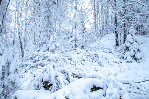 trees in the snow, snowy forest. Winter tale.