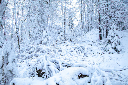 trees in the snow, snowy forest. Winter tale. © Алексей Куренев