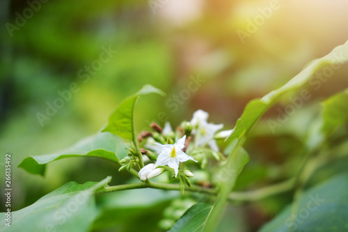 Fototapeta Naklejka Na Ścianę i Meble -  Homegrown vegetable. white flowers of Turkey berry or Pea Eggplant with sunlight in garden