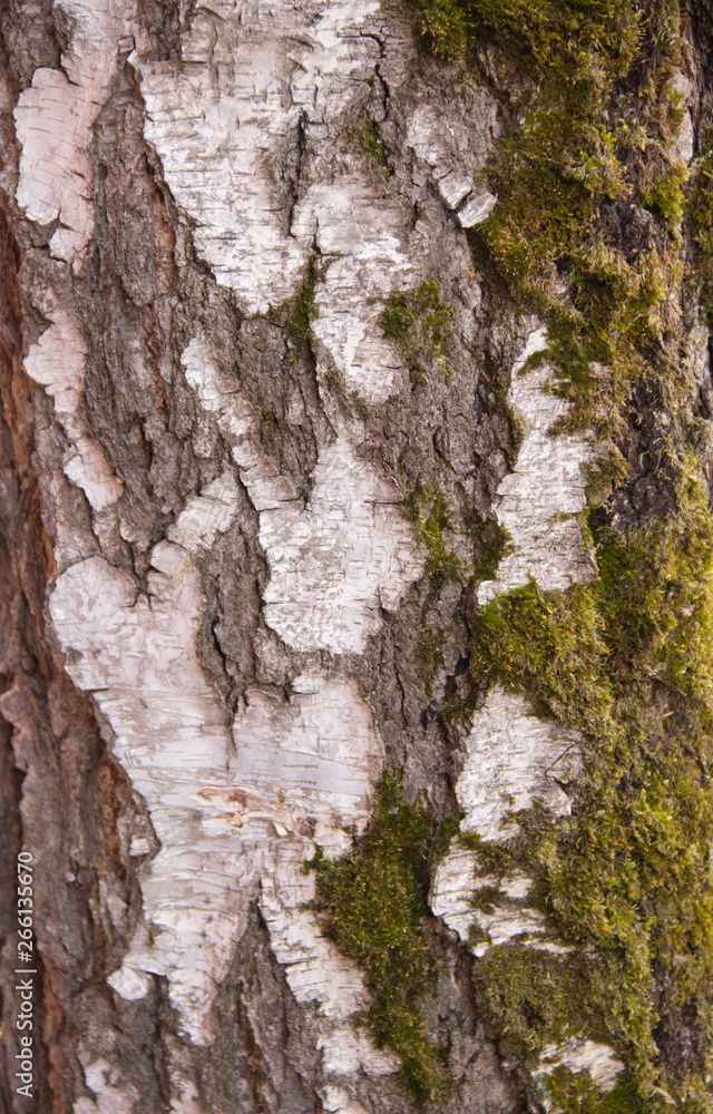 background of birch bark covered with green moss background of birch bark covered with green moss