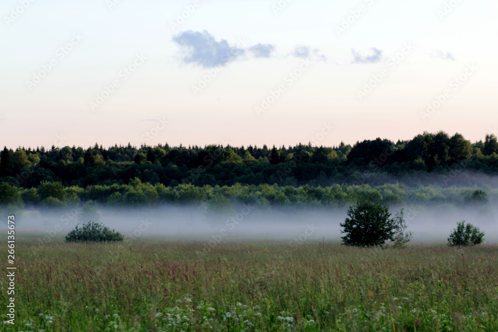 Fog in the field