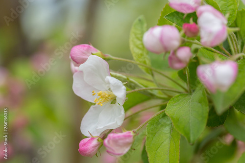 Fototapeta Naklejka Na Ścianę i Meble -  Begonia flowers and flower buds open in spring, outdoors，Malus spectabilis