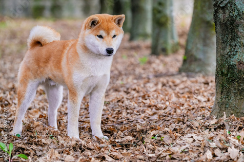 puppy of a shiba inu
