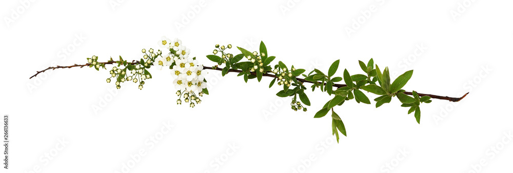 Spring twig of spiraea flowers and buds Spring twig of spiraea flowers and buds