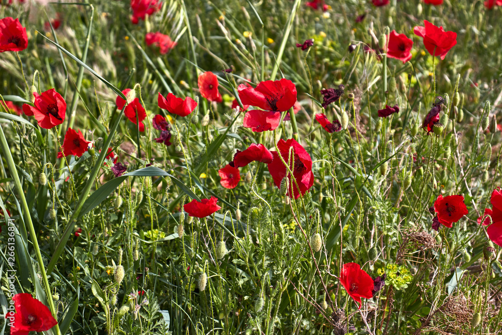 Naklejka premium Green field with red flowers