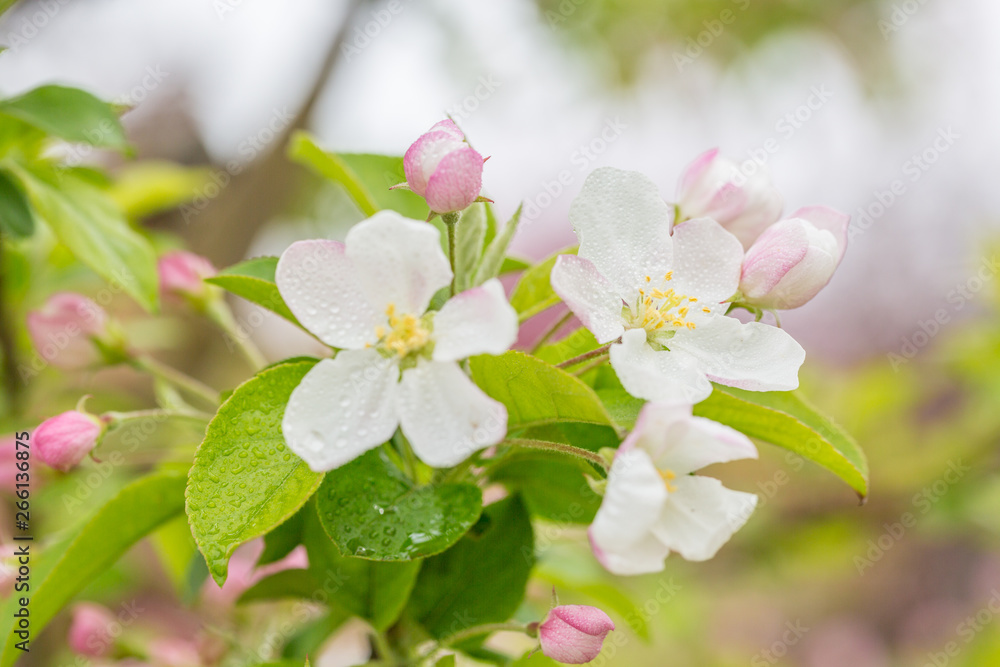 Begonia flowers and flower buds open in spring, outdoors,Malus spectabilis Begonia flowers and flower buds open in spring, outdoors,Malus spectabilis