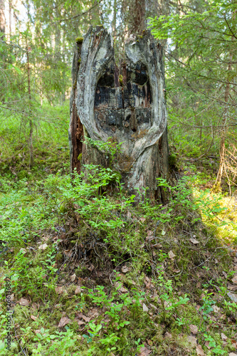 Tree stump in forest looks like a face