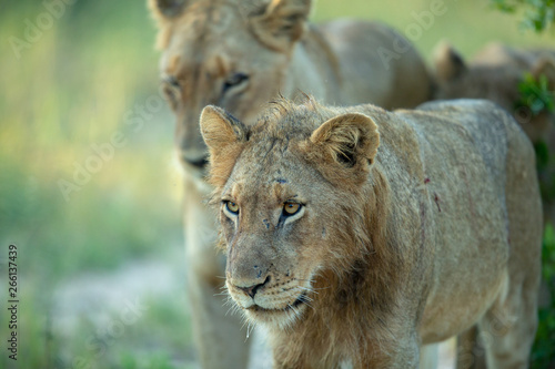 Lion pride out on the hunt.