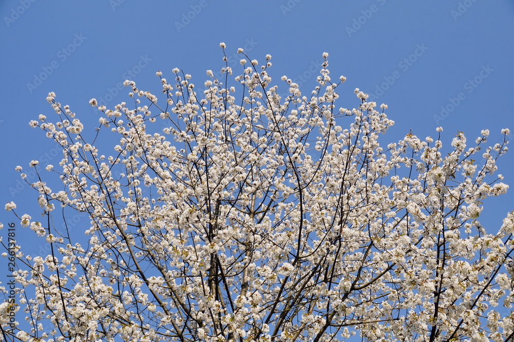 The symbol of spring. Intensely flowering fruit tree on a background of blue sky.