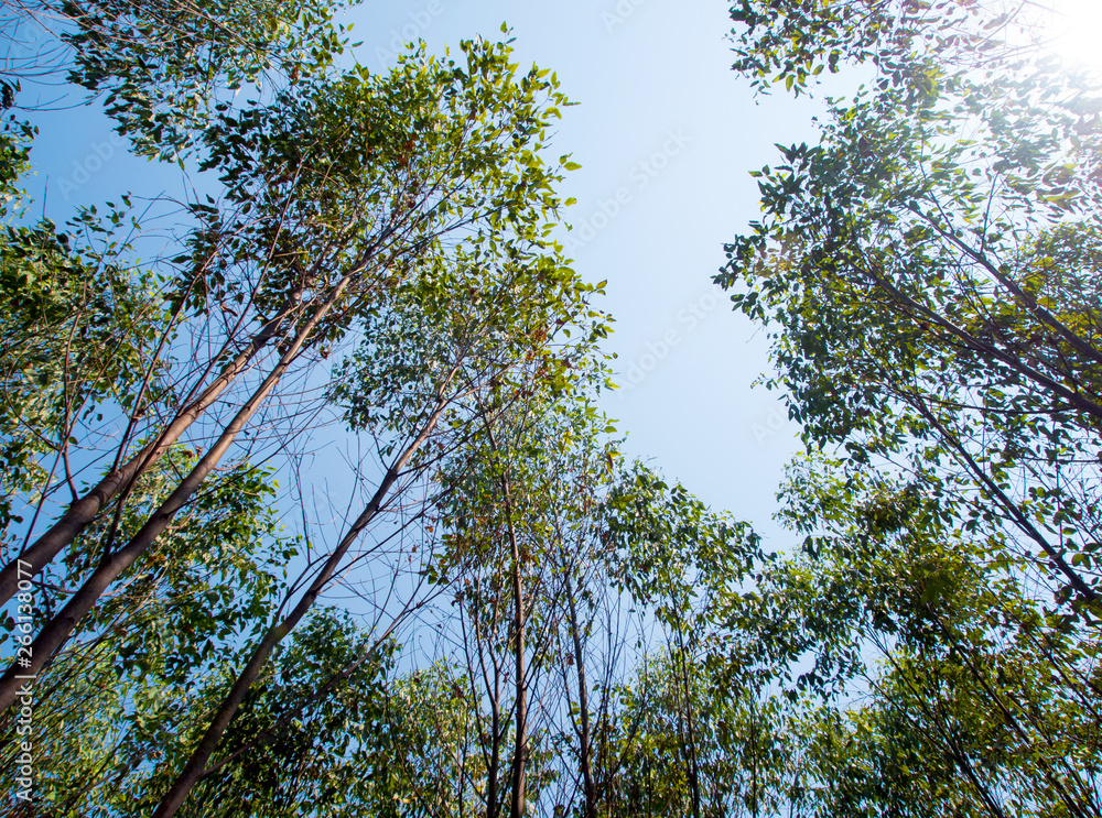 View at the treetop of eucalyptus trees in the farmland View at the treetop of eucalyptus trees in the farmland