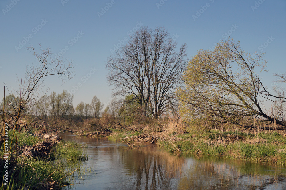 A small natural, wild river. Spring on the banks of the river.