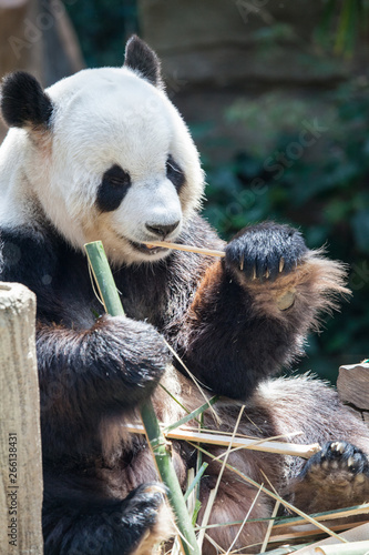 Giant panda animal. photo