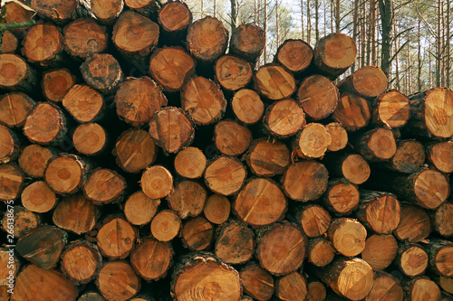 A pile of wood after cutting out a forest. Tree trunks prepared for transport.