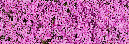 Carpet of flowers. Thousands of small pink flowers. Spring in the garden.