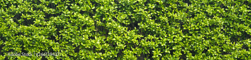A thick spring hedge, a spring decorative motif. Panorama of the green wall consisting of thousands of small leaves.