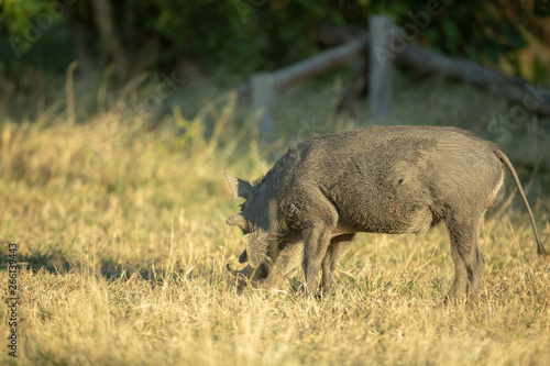 Warthog feeding in the short grass