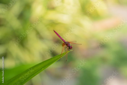 Dragonfly © Max