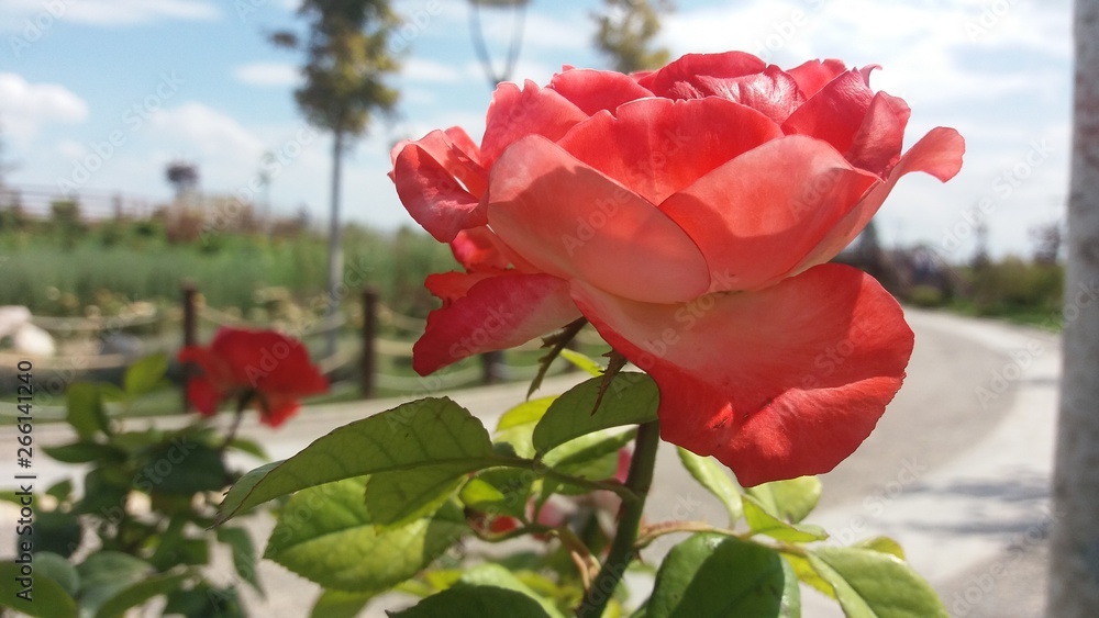 rose blooming in the Park