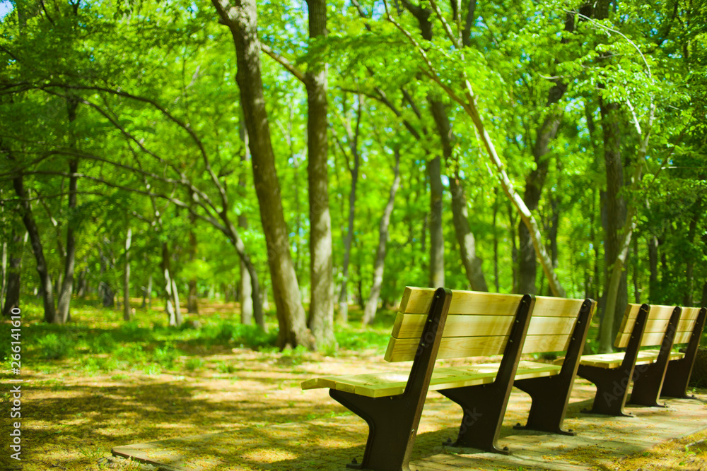 Forest bench Forest bench