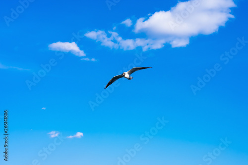 Creative layout with a copy space. Background made of bright blue sky  white clouds  and a flying seagull