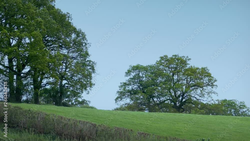 Field With Large Trees In Windy Rural Landscape