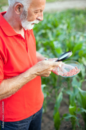 Serious senior, gray haired, agronomist or farmer in red shirt examining corn seeds in a field with the magnifying glass. High angle view, no horizon.