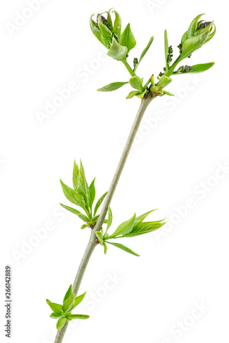 Lilac branch with fresh leaves