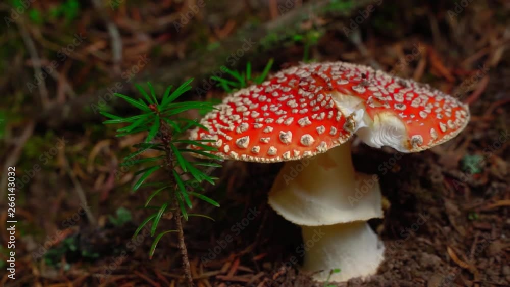 Amanita muscaria growing in the autumn forest Amanita muscaria growing in the autumn forest