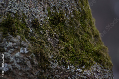 green moss on a rock