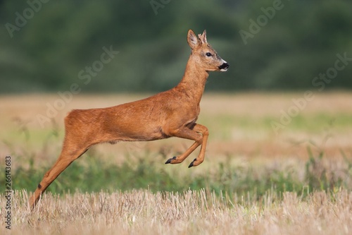 Roe deer, capreolus capreolus, buck running and jumping on a harvest field in summer. Wild animal moving fast in nature.