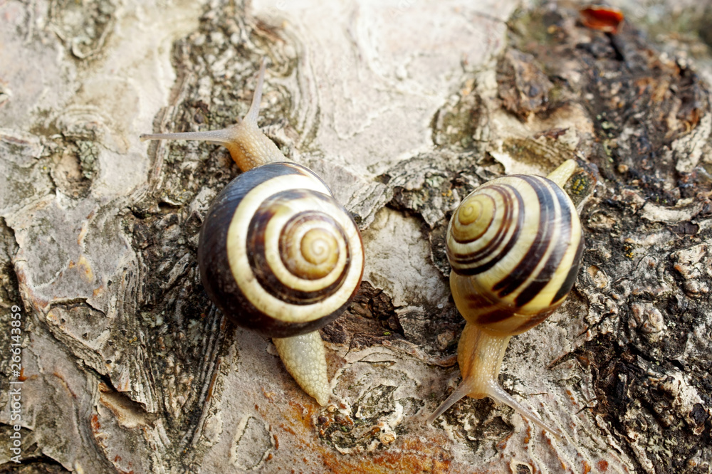 Two snails moving in different directions.