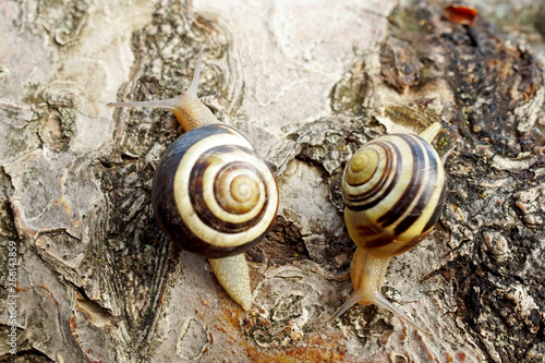 Obraz na płótnie Two snails moving in different directions. w salonie