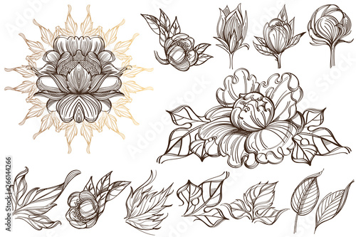 Botanical graphics. Peonies. A set of illustrations with buds, blossoming flowers and leaves.