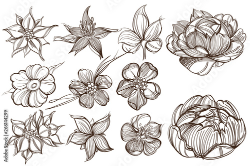 Botanical graphics. Peonies. A set of illustrations with buds, blossoming flowers and leaves.