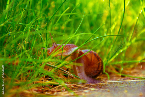 a snail circulating through the grass in natural environment