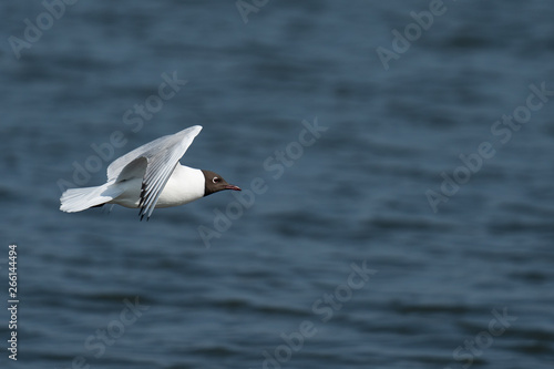 Seagull flying above lake © Andrew