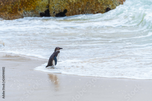 South Africa Penguins in the Boulders Beach Nature Reserve. Cape Town, South Africa